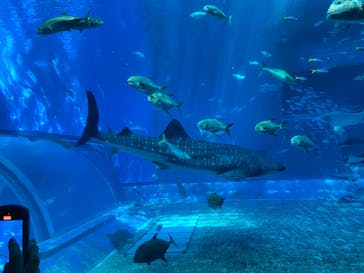 沖縄美ら海水族館に投稿された画像（2024/8/5）