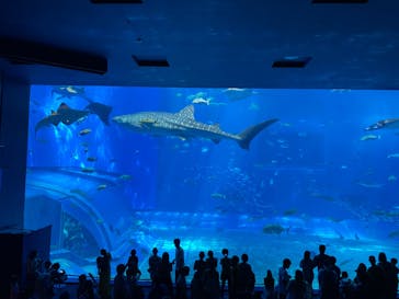 沖縄美ら海水族館に投稿された画像（2024/8/5）