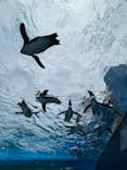 サンシャイン水族館に投稿された画像（2024/8/5）