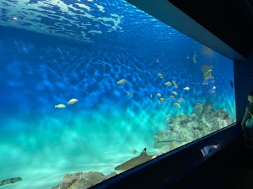 アクアワールド茨城県大洗水族館に投稿された画像（2024/8/5）