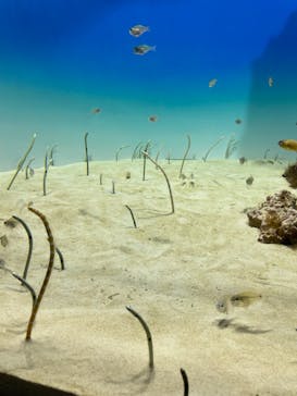 アクアワールド茨城県大洗水族館に投稿された画像（2024/8/5）