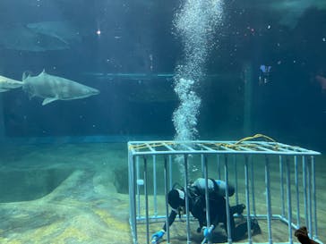 アクアワールド茨城県大洗水族館に投稿された画像（2024/8/5）