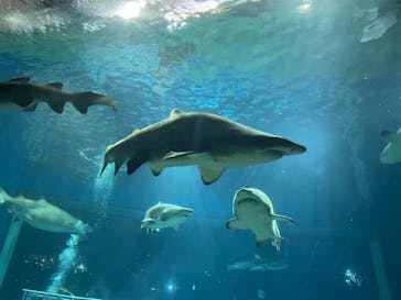 アクアワールド茨城県大洗水族館に投稿された画像（2024/8/5）
