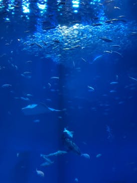 アクアワールド茨城県大洗水族館に投稿された画像（2024/8/5）