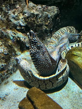 名古屋港水族館に投稿された画像（2024/8/5）