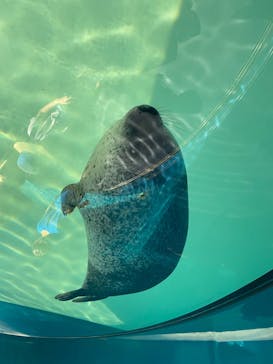 しながわ水族館に投稿された画像（2024/8/5）
