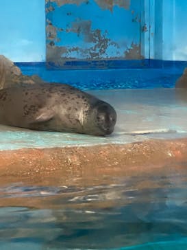 しながわ水族館に投稿された画像（2024/8/5）