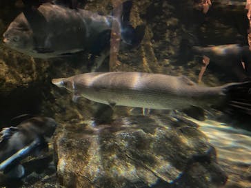 しながわ水族館に投稿された画像（2024/8/5）