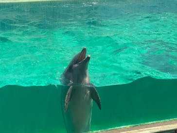 しながわ水族館に投稿された画像（2024/8/5）