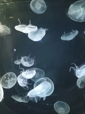 仙台うみの杜水族館に投稿された画像（2024/8/5）