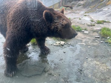 のぼりべつクマ牧場に投稿された画像（2024/8/5）