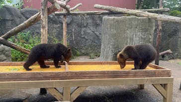 のぼりべつクマ牧場に投稿された画像（2024/8/5）