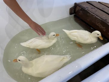 アニタッチみなとみらいに投稿された画像（2024/8/5）