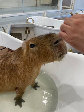 アニタッチみなとみらいに投稿された画像（2024/8/5）