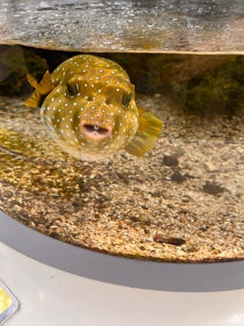 名古屋港水族館に投稿された画像（2024/8/5）