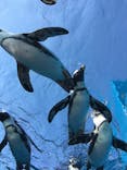 サンシャイン水族館に投稿された画像（2024/8/5）