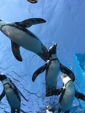 サンシャイン水族館に投稿された画像（2024/8/5）