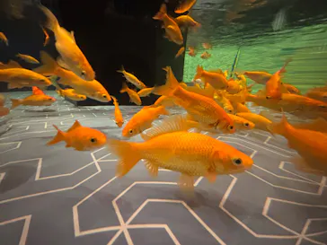 すみだ水族館に投稿された画像（2024/8/5）