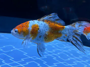 すみだ水族館に投稿された画像（2024/8/5）