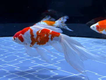 すみだ水族館に投稿された画像（2024/8/5）