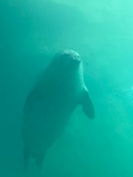 大分マリーンパレス水族館 「うみたまご」に投稿された画像（2024/8/5）
