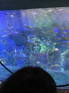 大分マリーンパレス水族館 「うみたまご」に投稿された画像（2024/8/5）