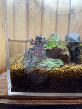 世界淡水魚園水族館　アクア・トトぎふに投稿された画像（2024/8/5）