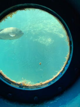 串本海中公園水族館に投稿された画像（2024/8/4）