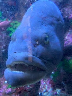 串本海中公園水族館に投稿された画像（2024/8/4）