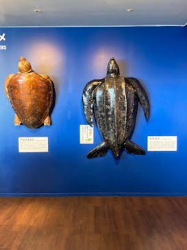 串本海中公園水族館に投稿された画像（2024/8/4）