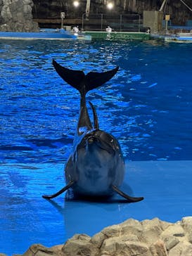 名古屋港水族館に投稿された画像（2024/8/5）