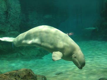 名古屋港水族館に投稿された画像（2024/8/5）