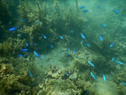 ミスオーシャンダイビングサービスに投稿された画像（2024/8/5）