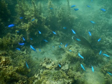 ミスオーシャンダイビングサービスに投稿された画像（2024/8/5）