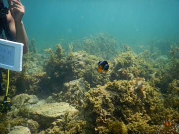 ミスオーシャンダイビングサービスに投稿された画像（2024/8/5）