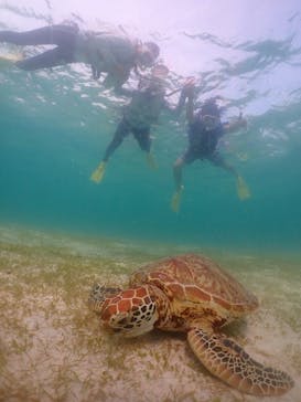 タビワク　宮古島に投稿された画像（2024/8/5）