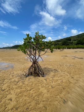 西表島 ADVENTURE PiPi（アドベンチャーピピ）に投稿された画像（2024/8/5）