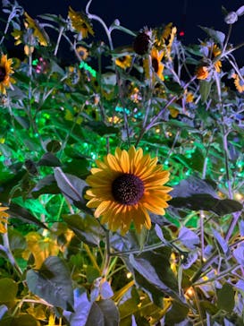 せんだい農業園芸センター　みどりの杜に投稿された画像（2024/8/5）