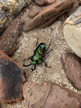 JOYPOLIS SPORTS（ジョイポリススポーツ） イオン仙台中山店に投稿された画像（2024/8/5）