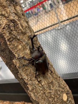 JOYPOLIS SPORTS（ジョイポリススポーツ） イオン仙台中山店に投稿された画像（2024/8/5）