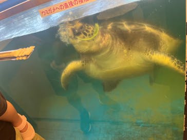 越前松島水族館に投稿された画像（2024/8/5）