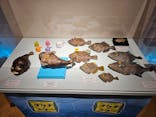 ギョギョッとサカナ★スター展　～お魚たちが教えてくれる海のこと～に投稿された画像（2024/8/5）