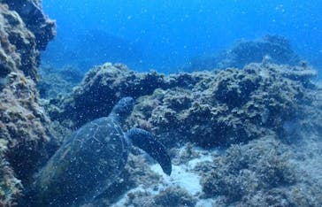 Shikinejima Diving Shop うみがめに投稿された画像（2024/8/5）