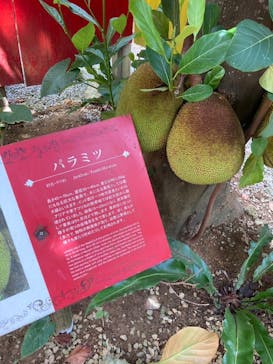 OKINAWAフルーツらんどに投稿された画像（2024/8/5）