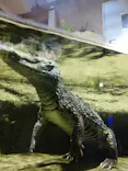 仙台うみの杜水族館に投稿された画像（2024/8/5）