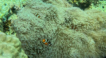 青の洞窟専門店　沖縄ダイビングショップ和に投稿された画像（2024/8/5）