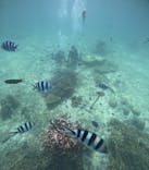 青の洞窟専門店　沖縄ダイビングショップ和に投稿された画像（2024/8/5）