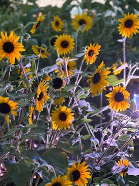 せんだい農業園芸センター　みどりの杜に投稿された画像（2024/8/5）