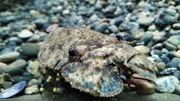 串本海中公園水族館に投稿された画像（2024/8/6）