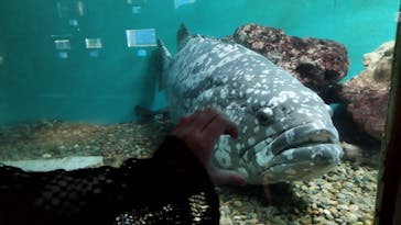 串本海中公園水族館に投稿された画像（2024/8/6）